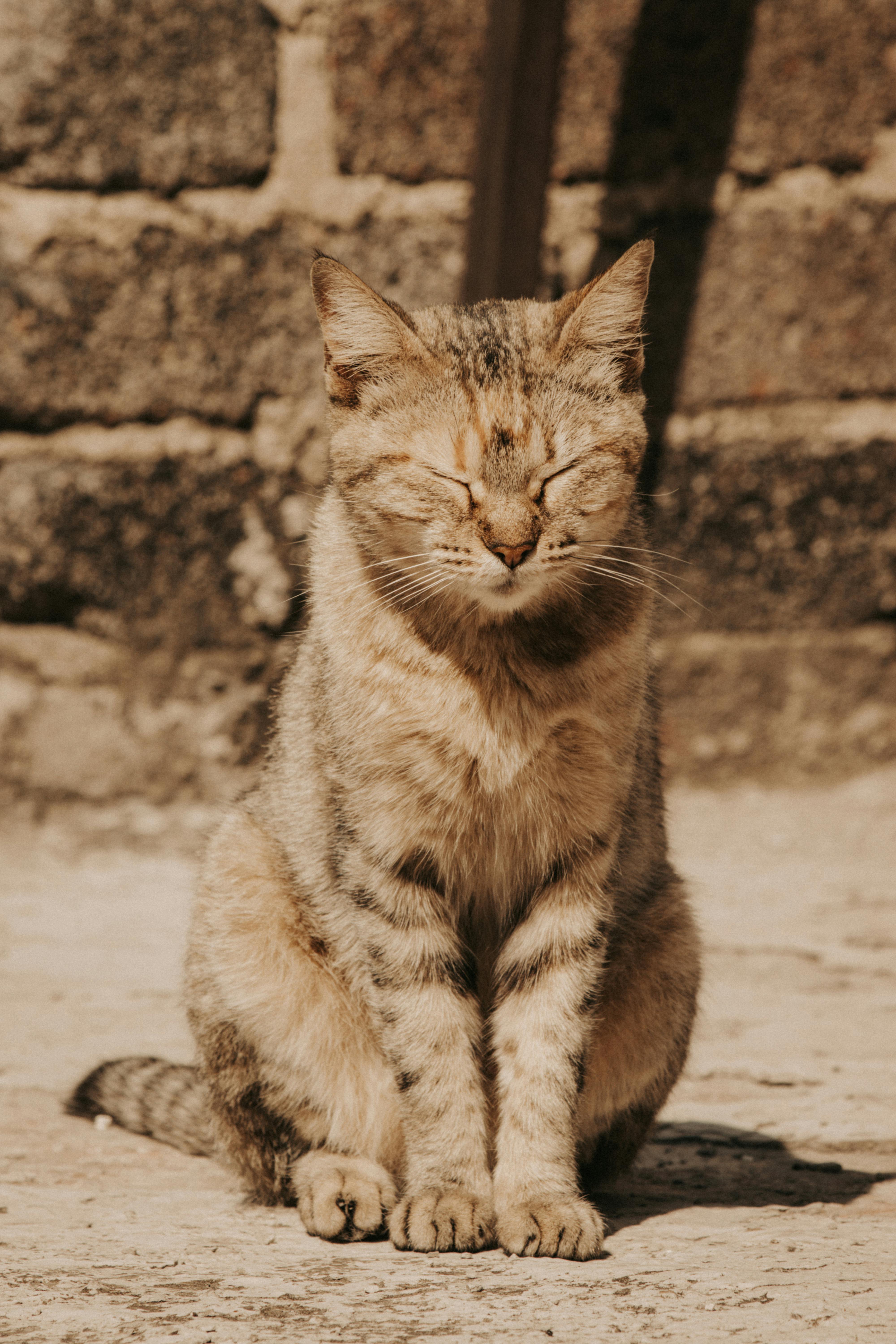 Close up of a Cat with Closed Eyes Free Stock Photo