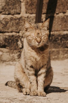 Close-up of a stray cat with eyes closed, enjoying the warm sunshine outdoors against a brick wall.