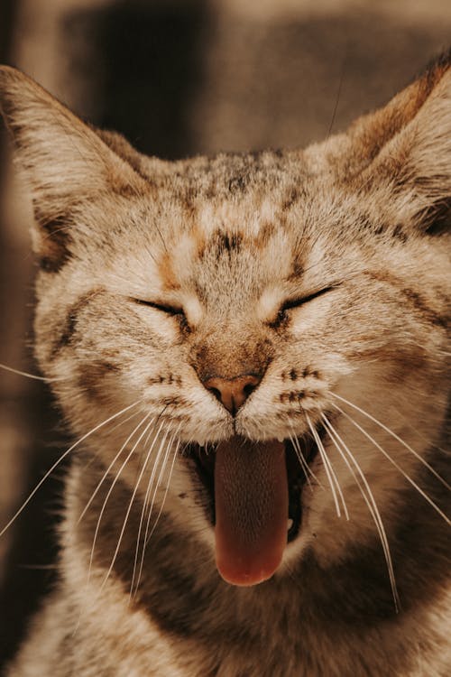 A Portrait of a Yawning Cat