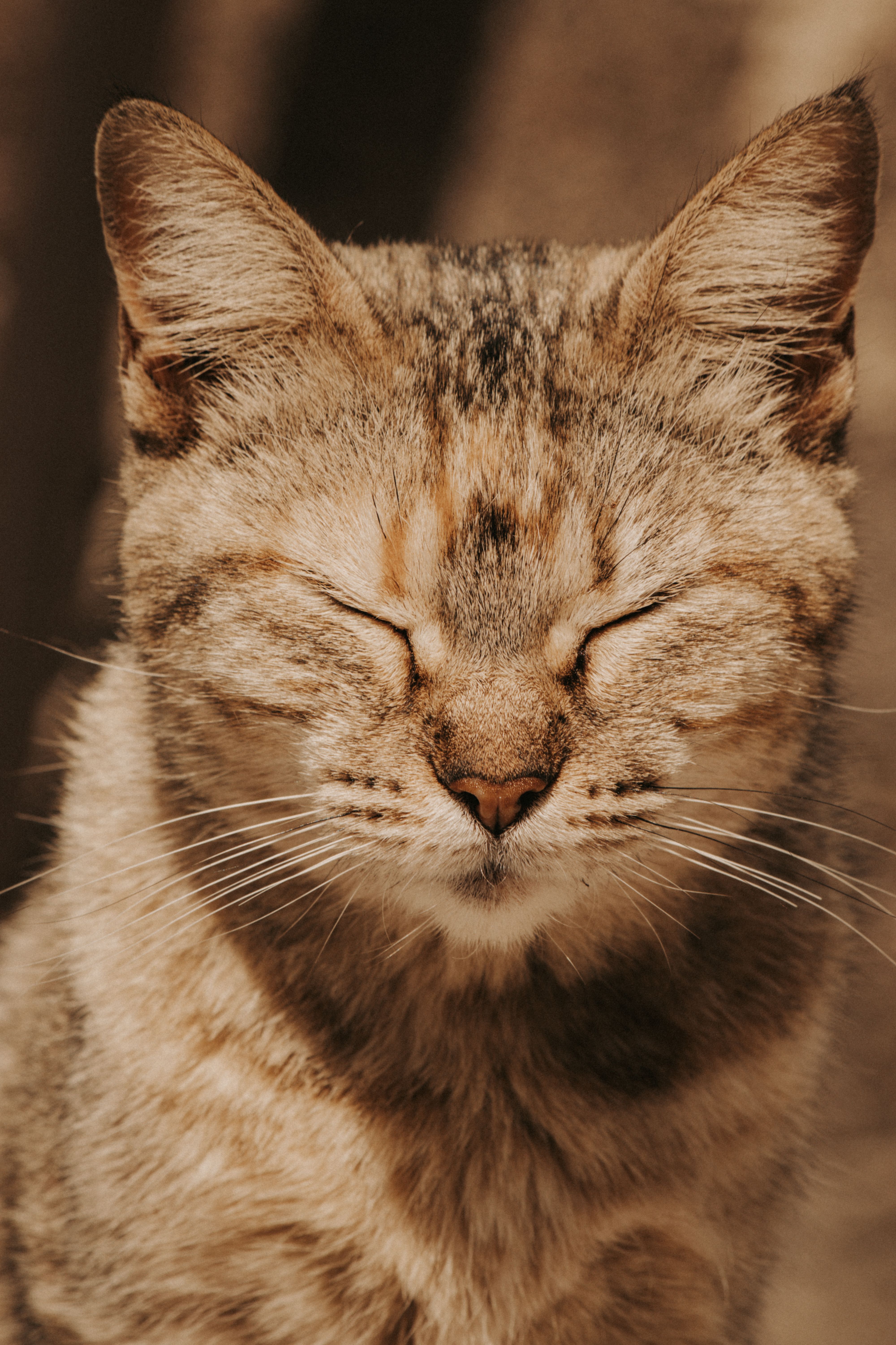 Close-up of a relaxed tabby cat basking in warm sunlight with closed eyes.