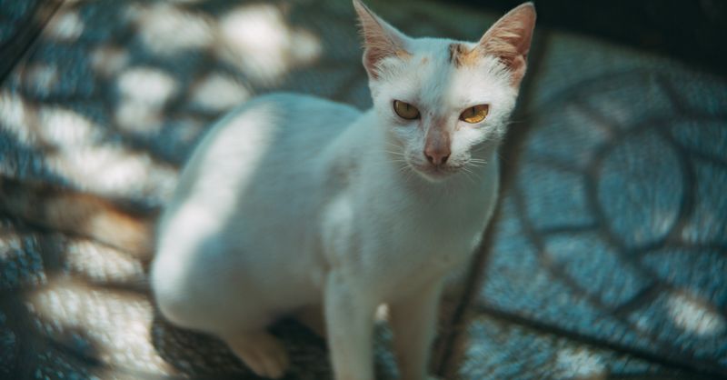 Blanc yeux jaune : Causes et conseils médicaux