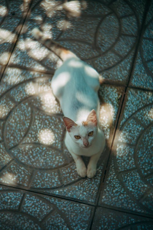 Overhead Shot of a White Cat