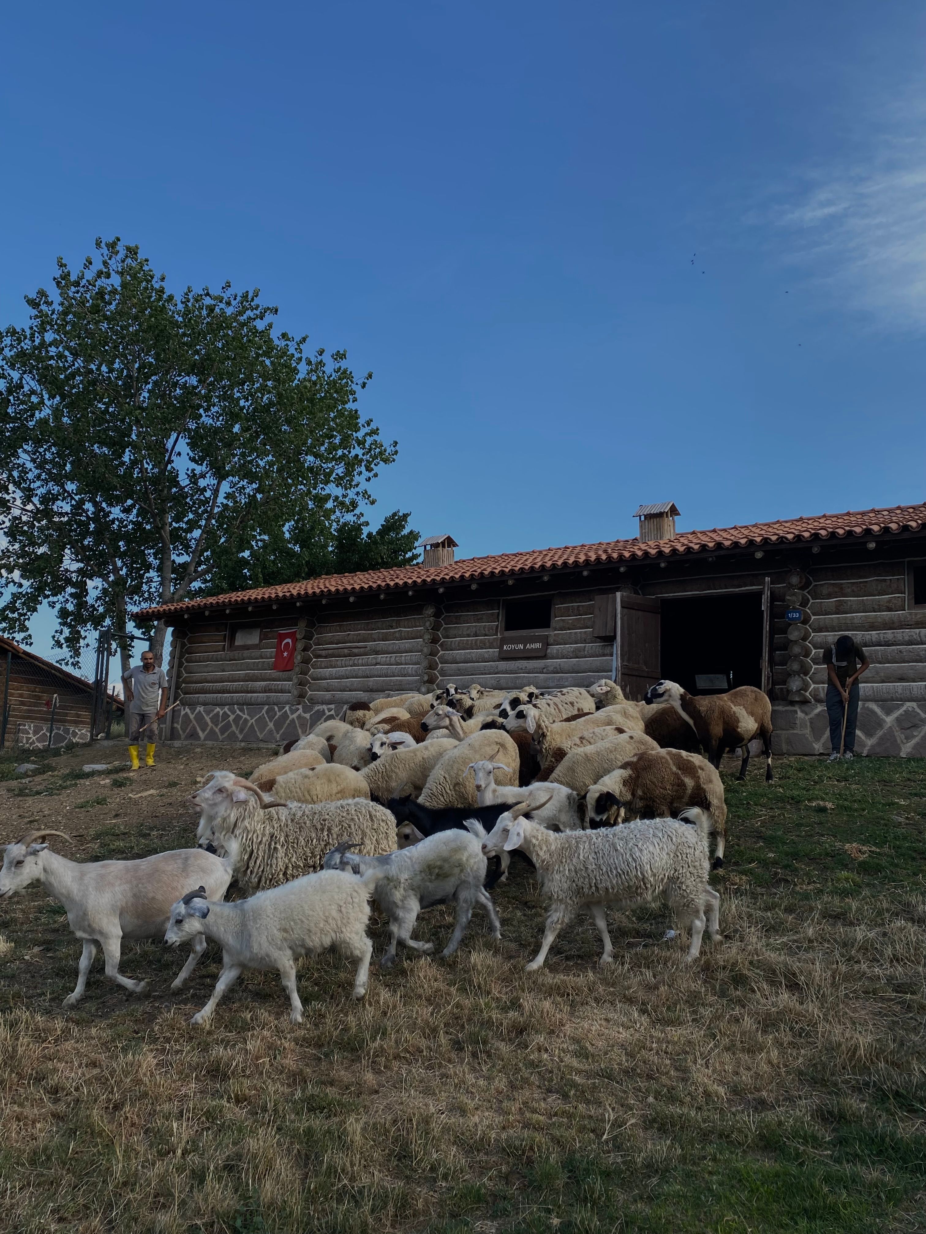 Sheep herd grazing in a rustic farm setting during daytime under a clear blue sky.