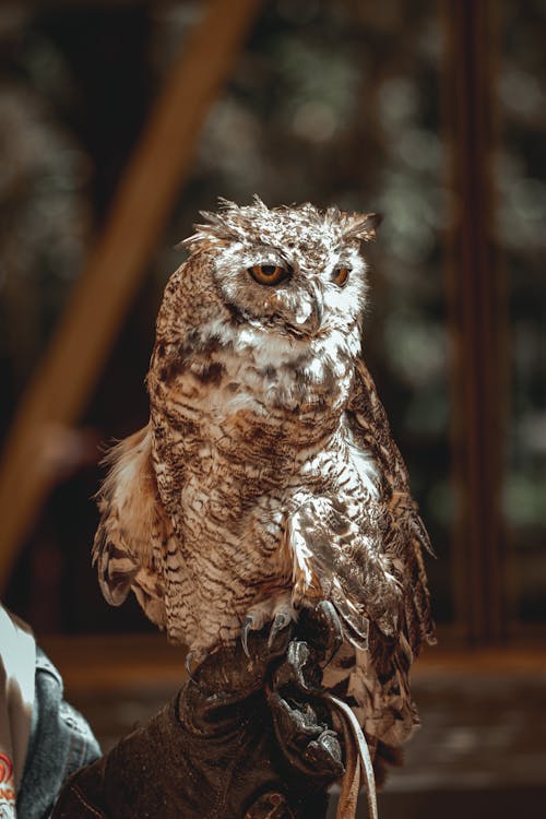 Close Up Photo of an Owl