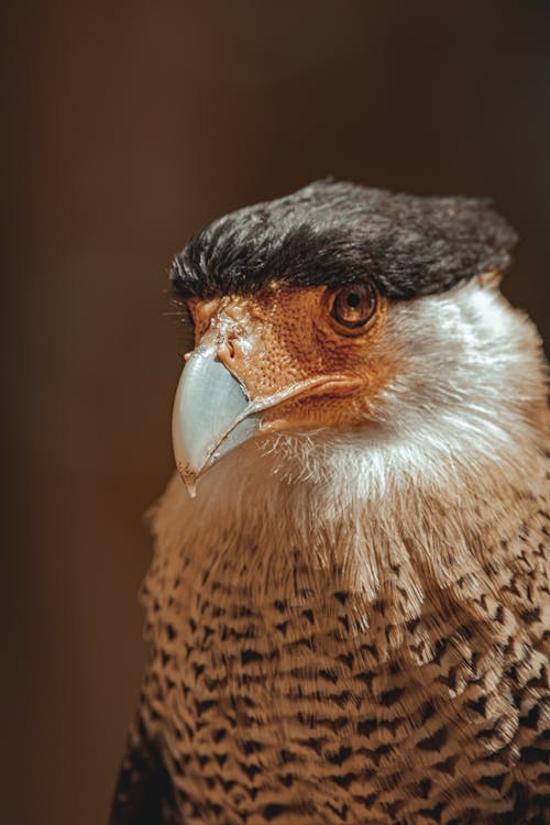 Gratis arkivbilde med 4k-bakgrunnsbilde, aves, caracara plancus