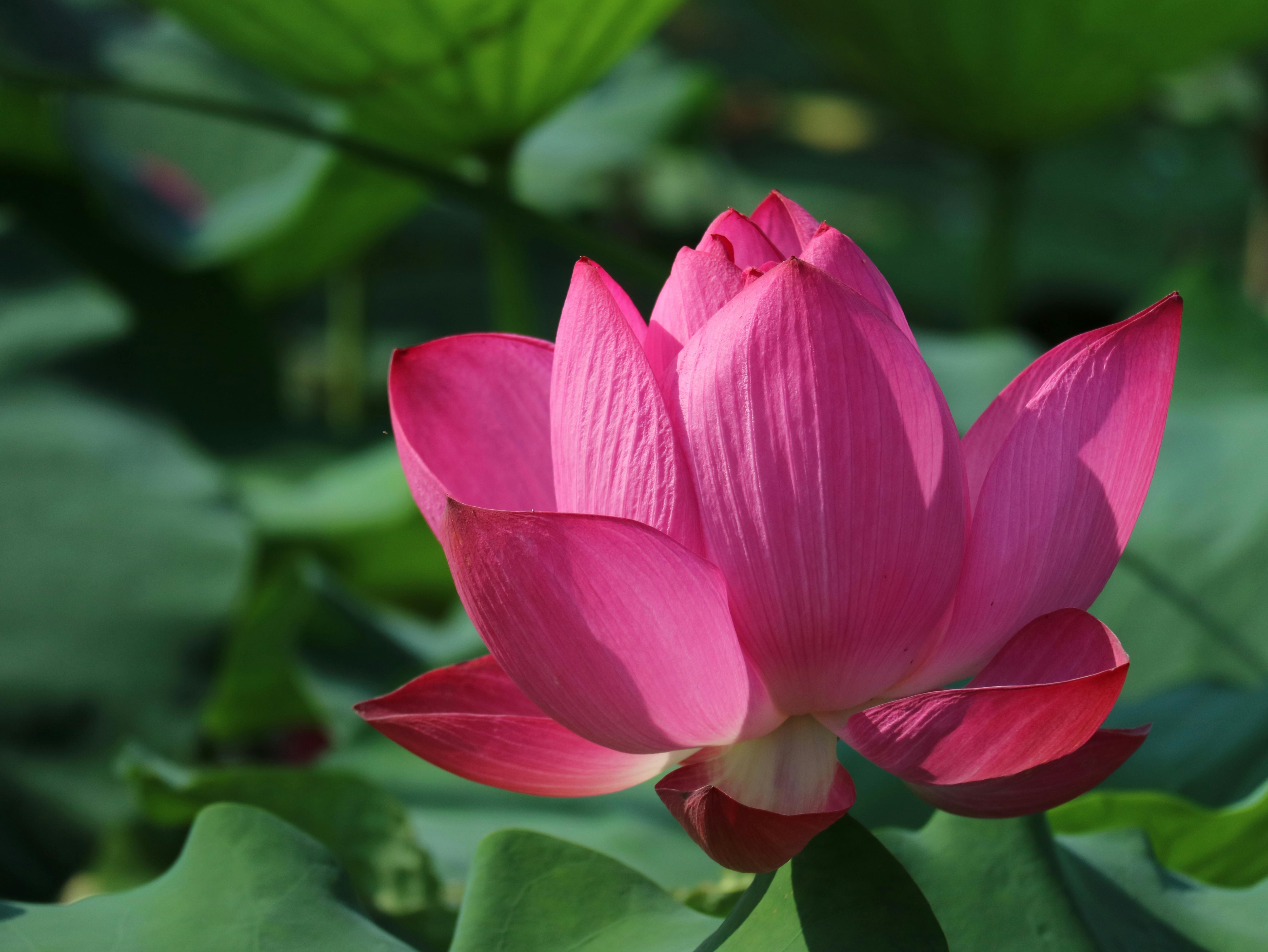 Foto Stok Gratis Tentang Bunga Lotus Teratai