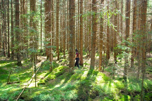 A Person Walking in the Woods