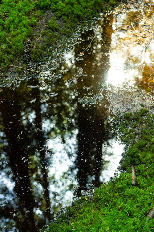 Water Puddle in Green Grass