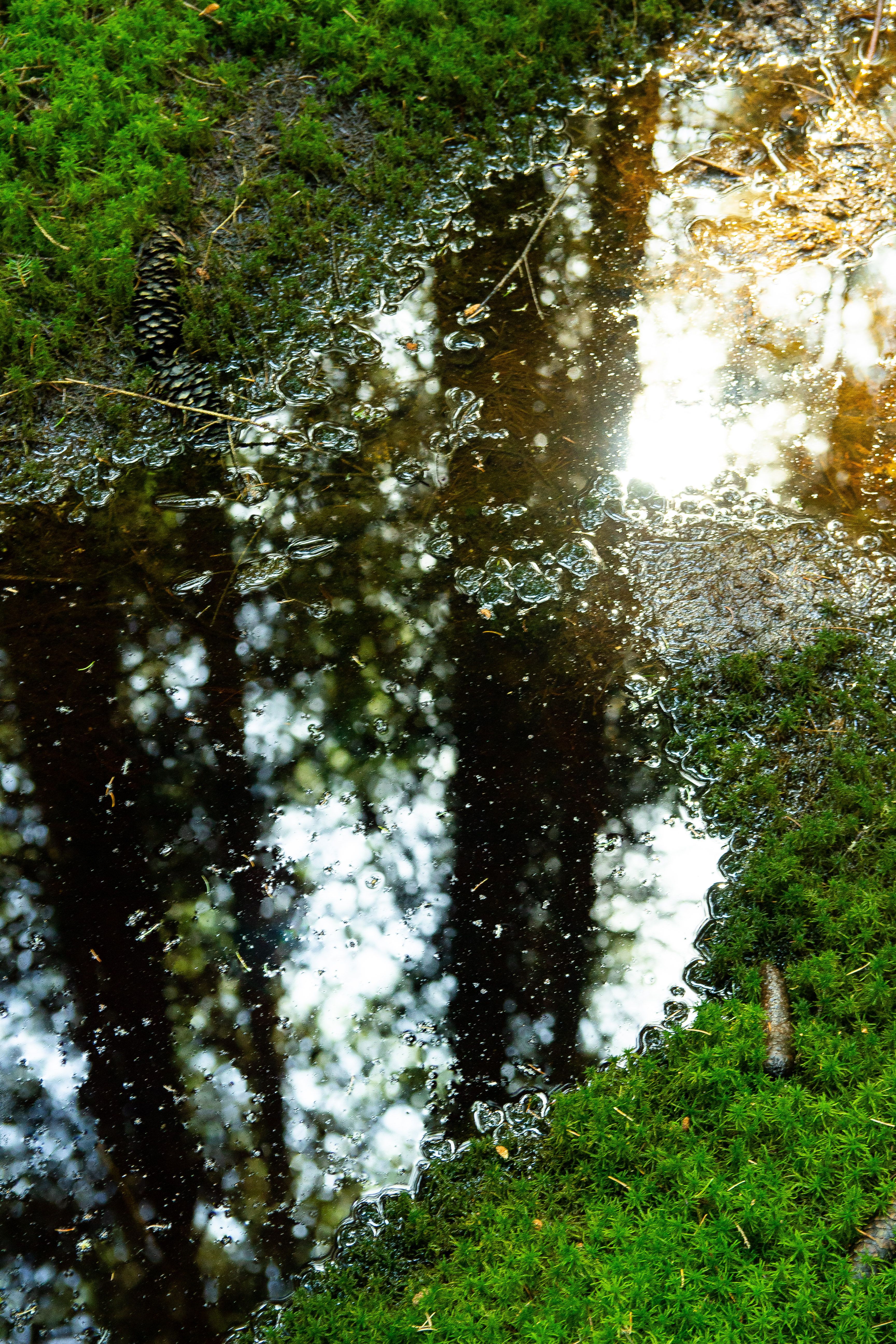 Trunk of a Tree in a Lake · Free Stock Photo