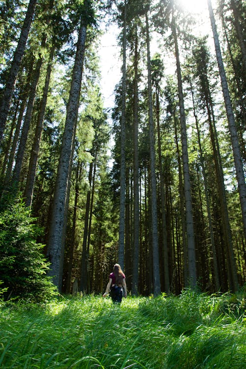 Free A Person Standing in the Woods Stock Photo