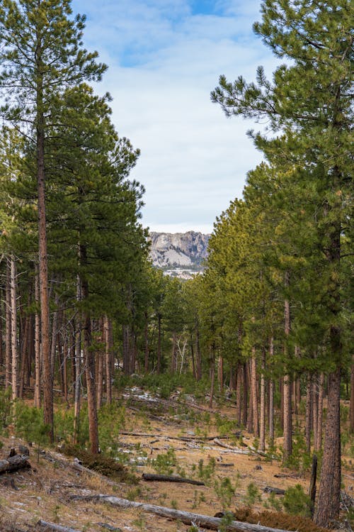 Free Landscape Photography of a Forest Stock Photo