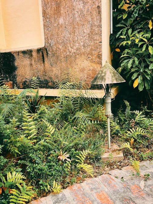 bitkiler, çekilmiş, dikey atış içeren Ücretsiz stok fotoğraf