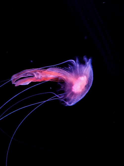 Бесплатное стоковое фото с вертикальный выстрел, медуза, морская жизнь