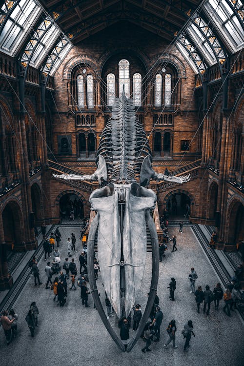 Imagine de stoc gratuită din Anglia, blue skeleton de balene, fotografiere verticală