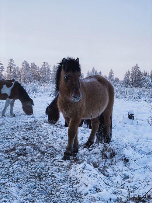 Free Horses standing gracefully in a snowy winter landscape in Tomtor, Sakha Republic, Russia. Stock Photo