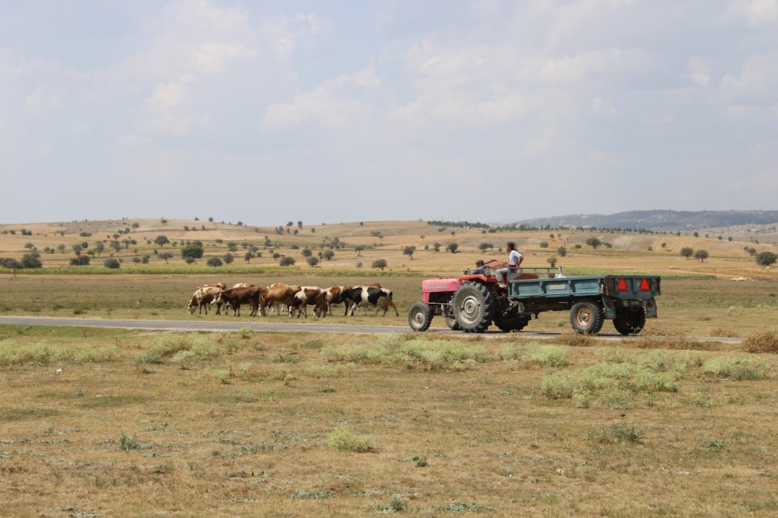 Foto stok gratis agrikultura, bidang, kawanan sapi