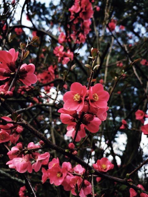 Close-Up Shot of Pink Flowers in Bloom