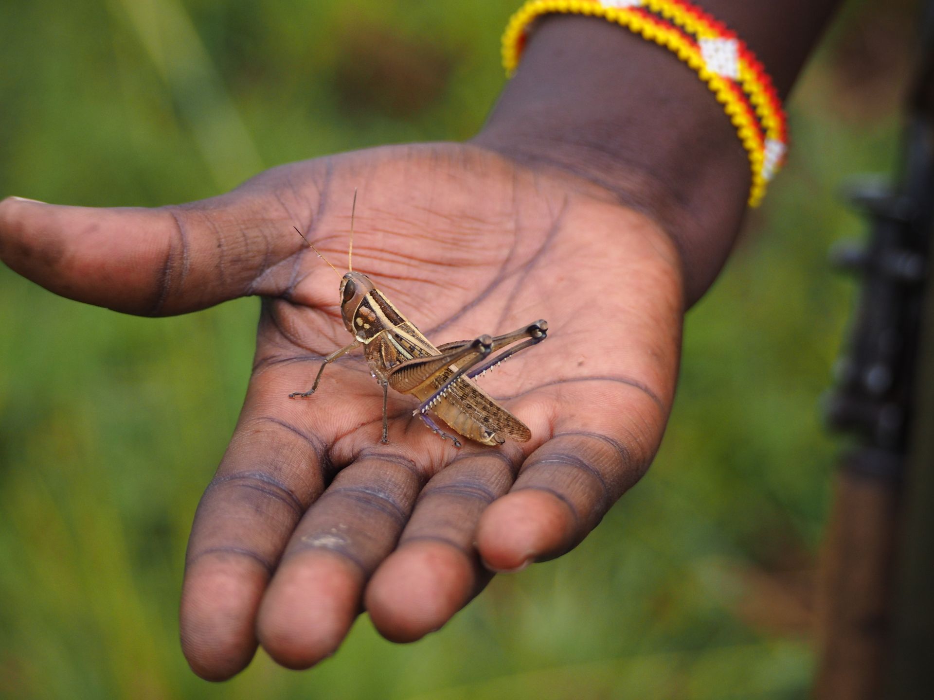 Close-Up Shot of a Cricket on a Person's Hand