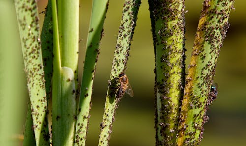 Insects and Pest on Infested Green Plant