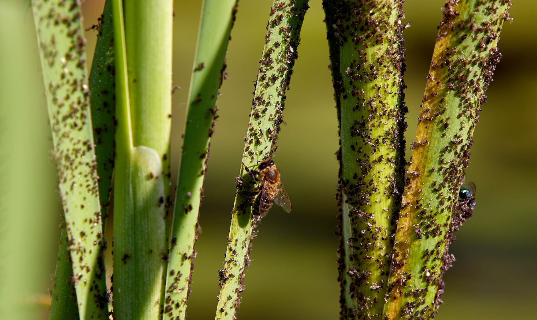 green garden pests, Practical Ways To Handle Small Infestations green garden pests, Practical Ways To Handle Small Infestations