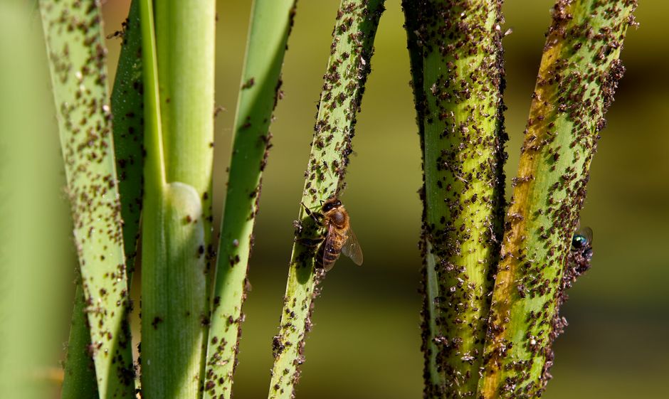 garden pests - Pest control for gardens