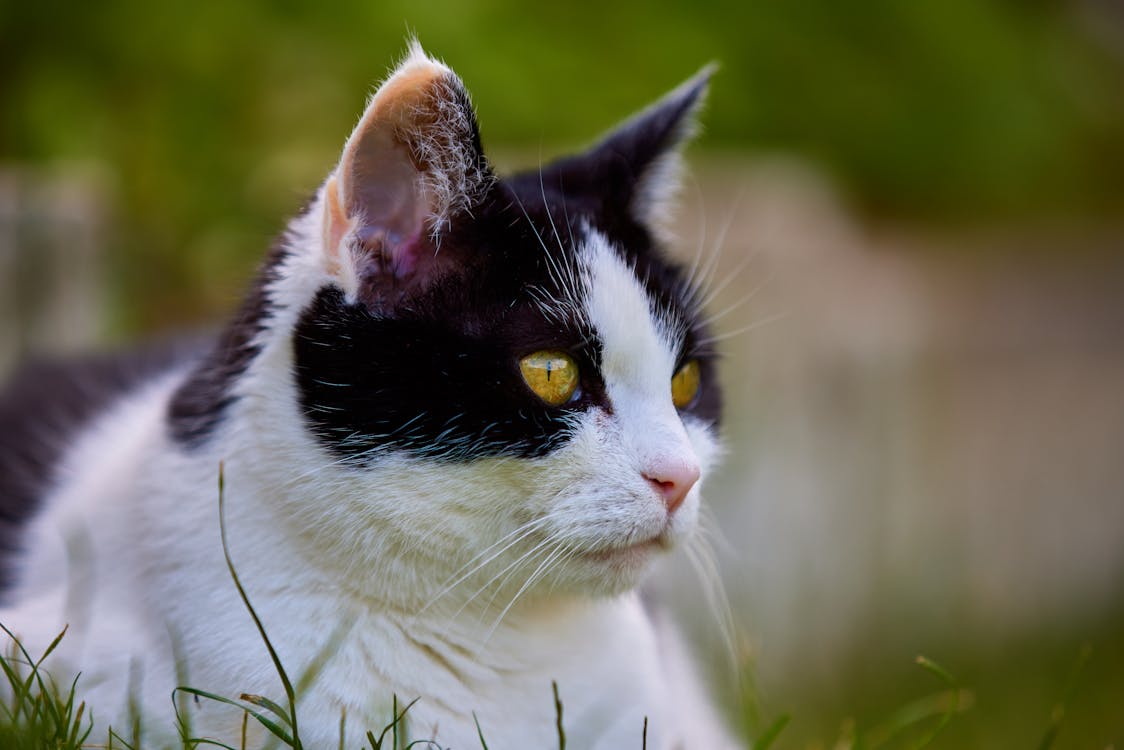 Ücretsiz çok sevimli, ev kedisi, Evcil Hayvan içeren Ücretsiz stok fotoğraf Stok Fotoğraflar