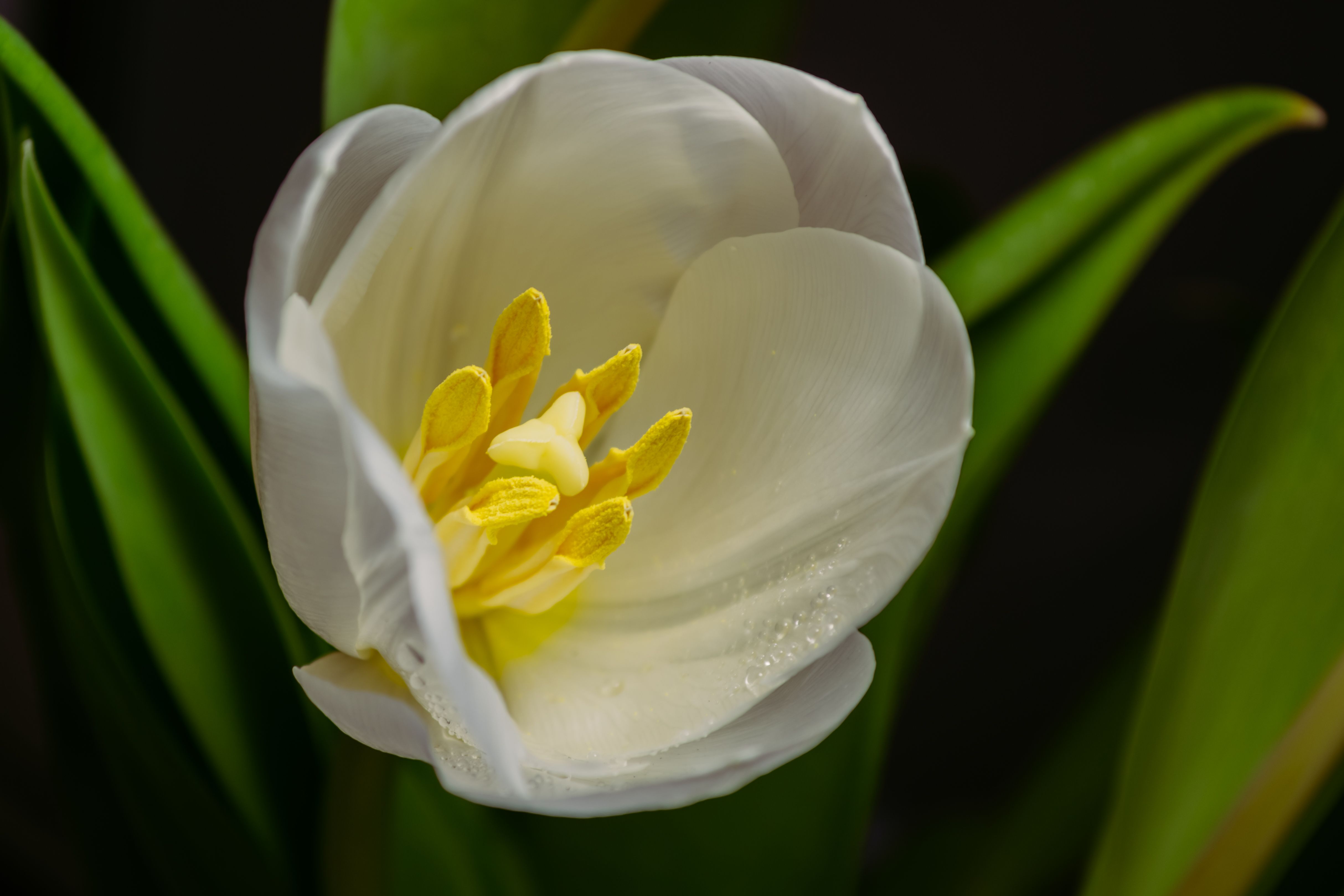 Close-Up Shot of a White Flower · Free Stock Photo