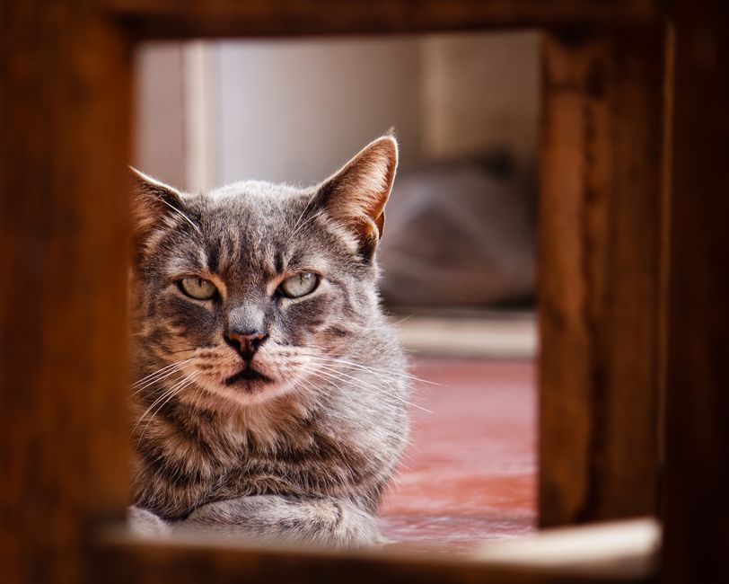 A detailed close-up of a relaxed tabby cat with striking fur and whiskers.