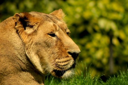 Free Close-up of a serene lioness in Budapest Zoo, captured in natural light, exemplifying wildlife beauty. Stock Photo