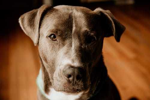 Close-Up Shot of a Brown Dog