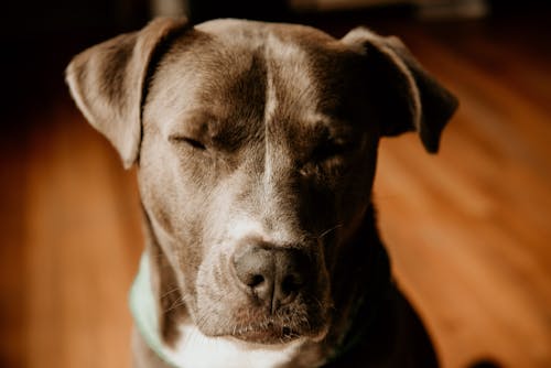 Ilmainen kuvapankkikuva tunnisteilla eläin, koira, koira-valokuvaus Kuvapankkikuva
