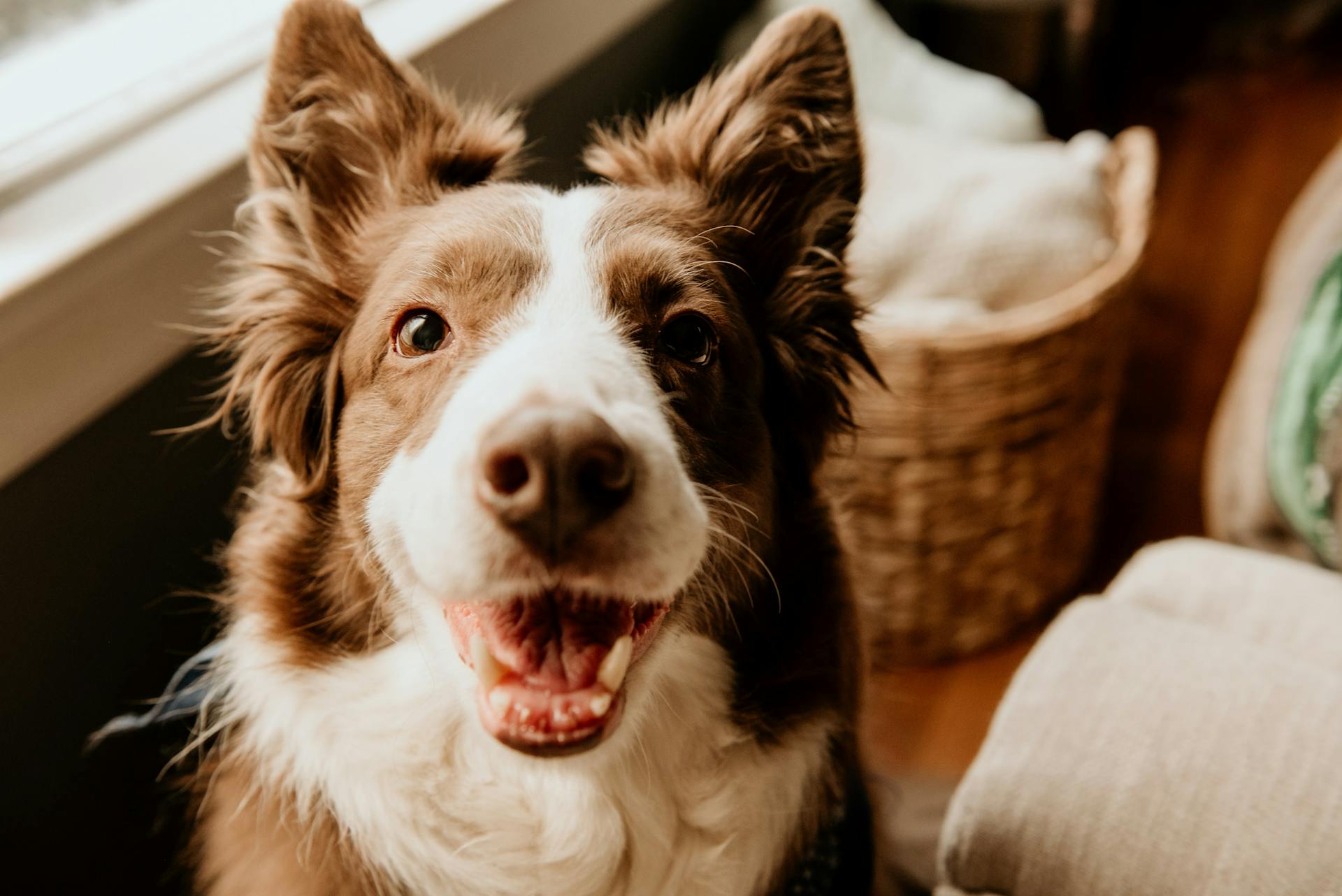 Close-Up Shot of a Border Collie