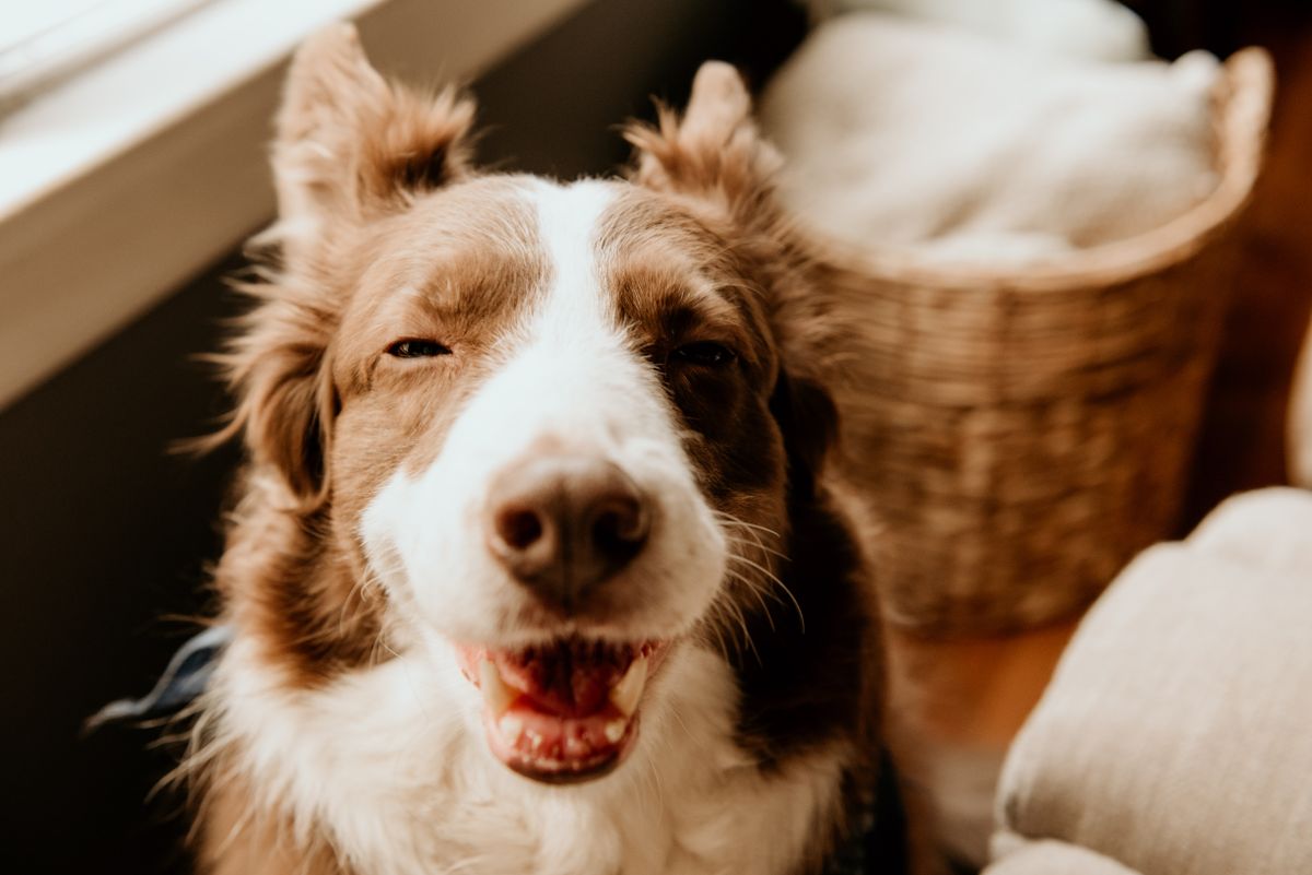 A smiling border collie indoors, a bright image for reviewing whether marking protection is clean and dry.