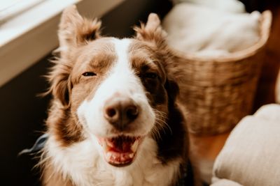 Border collie resting indoors beside a woven basket — photo by Ana Williamson from Pexels