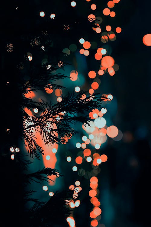 Close-up of Fir Tree on Christmas Lights Background · Free Stock Photo