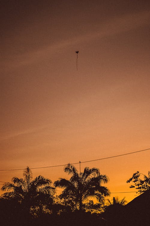 Photos gratuites de arbres, aube, coucher de soleil