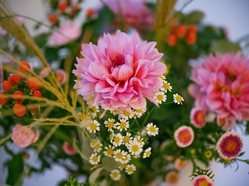 무료 꽃, 꽃 사진, 꽃꽂이의 무료 스톡 사진