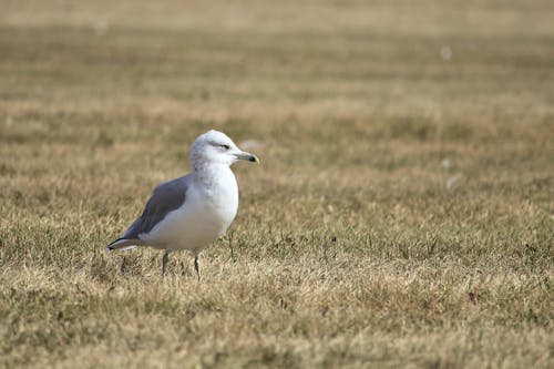 Photo of Seagull on Grass