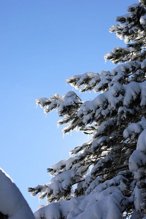 Free A vibrant winter scene featuring snow-laden pine branches under a clear blue sky in Samsun, Türkiye. Stock Photo