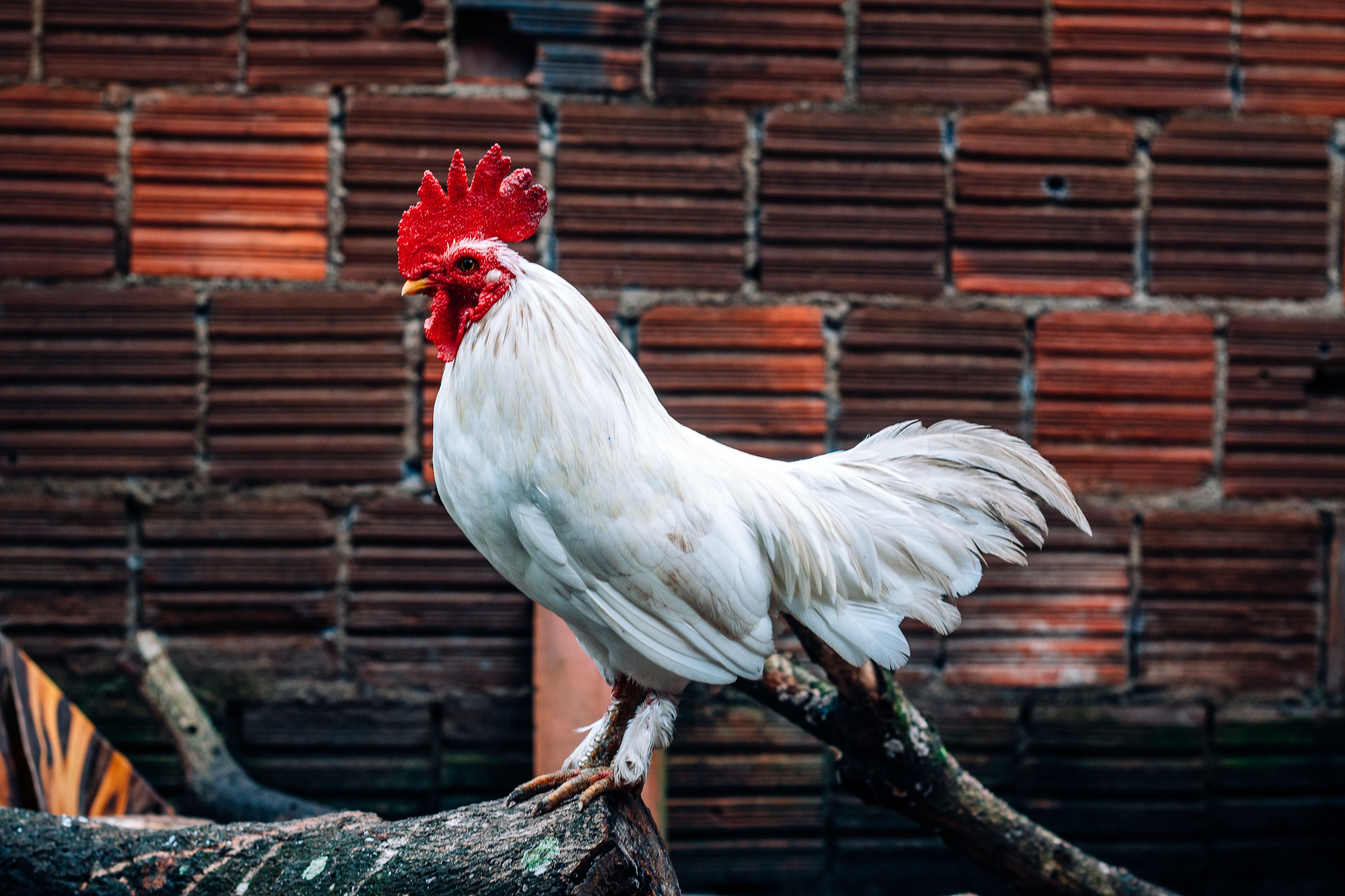 Close-Up Shot of a Rooster · Free Stock Photo