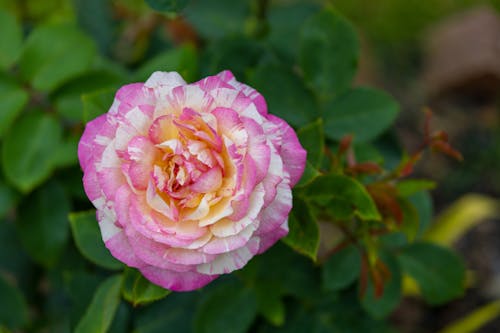 Gratis lagerfoto af blomstermotiv, blomstrende, delikat