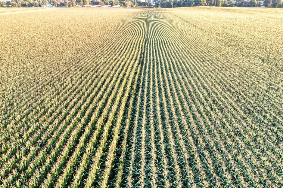 N.B. Farmer Carves Marie-Philip Poulin's Face Into His Corn Maze