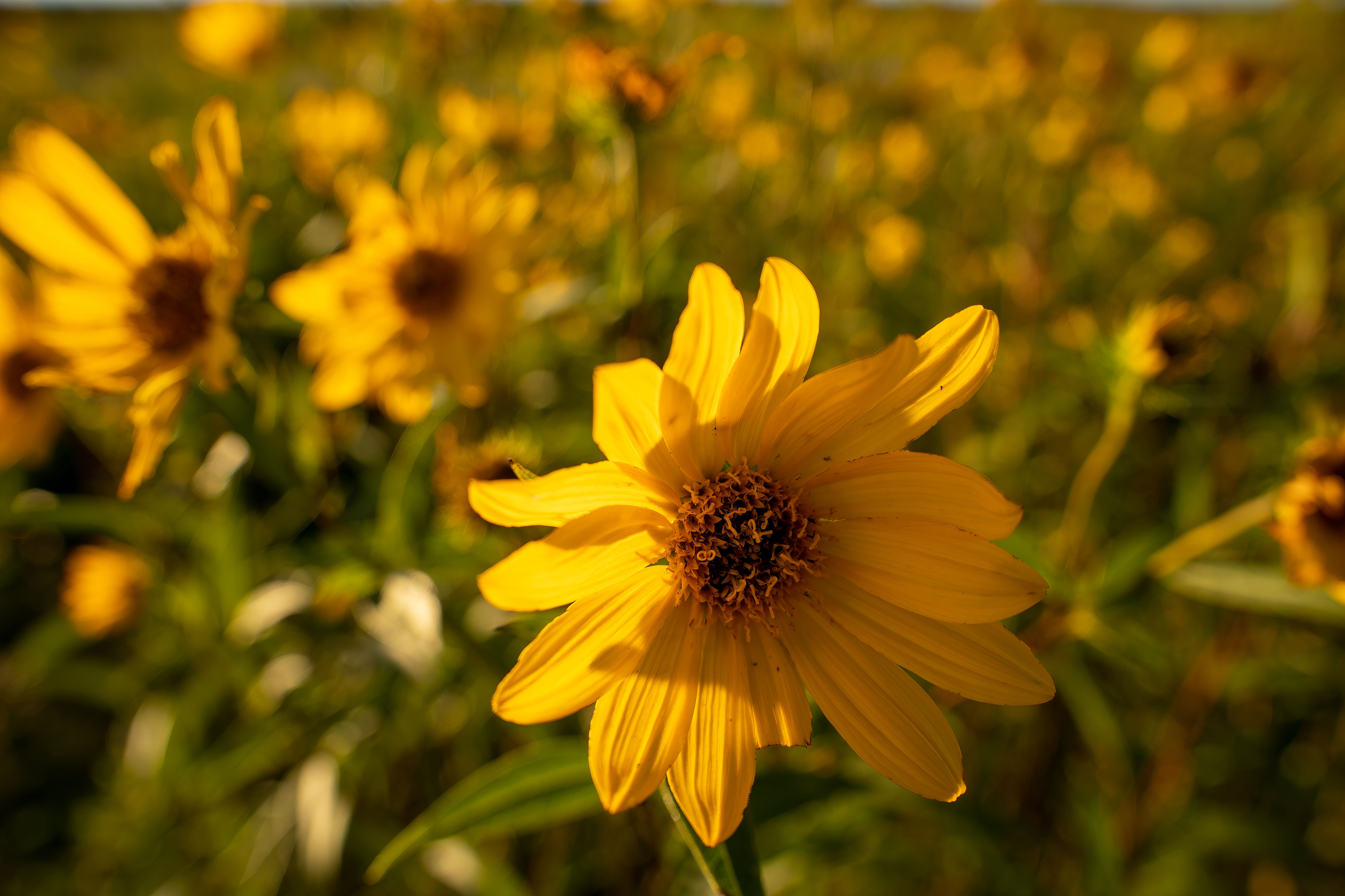 Close-Up Photo of Blooming Yellow Flower · Free Stock Photo
