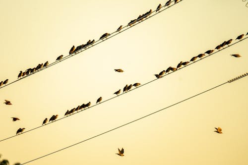 Birds Perched on Wires