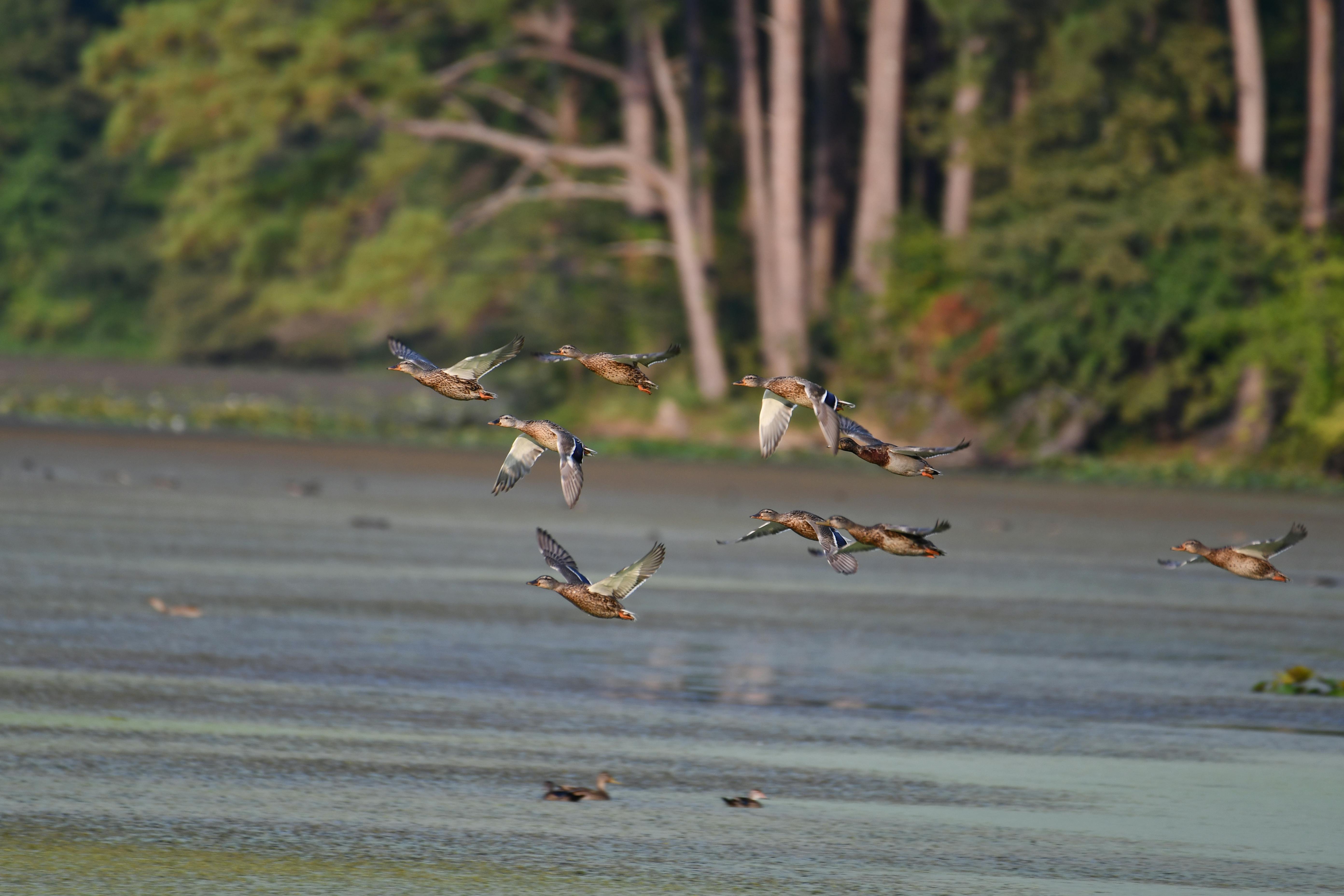 Waterfowl Permits on Managed Refuges