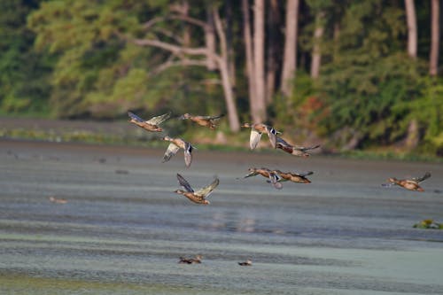 Gratis stockfoto met aviaire, beesten, dieren in het wild