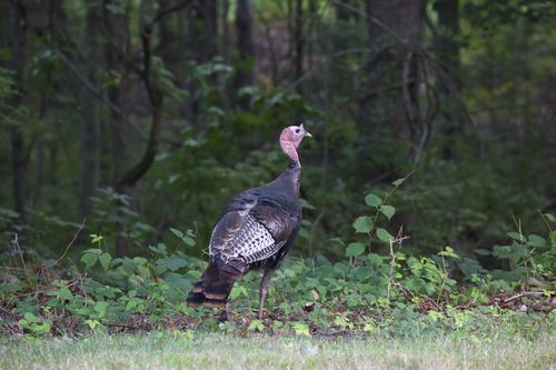Free A wild turkey (Meleagris gallopavo) captured in a lush forest setting in Southborough, MA. Stock Photo