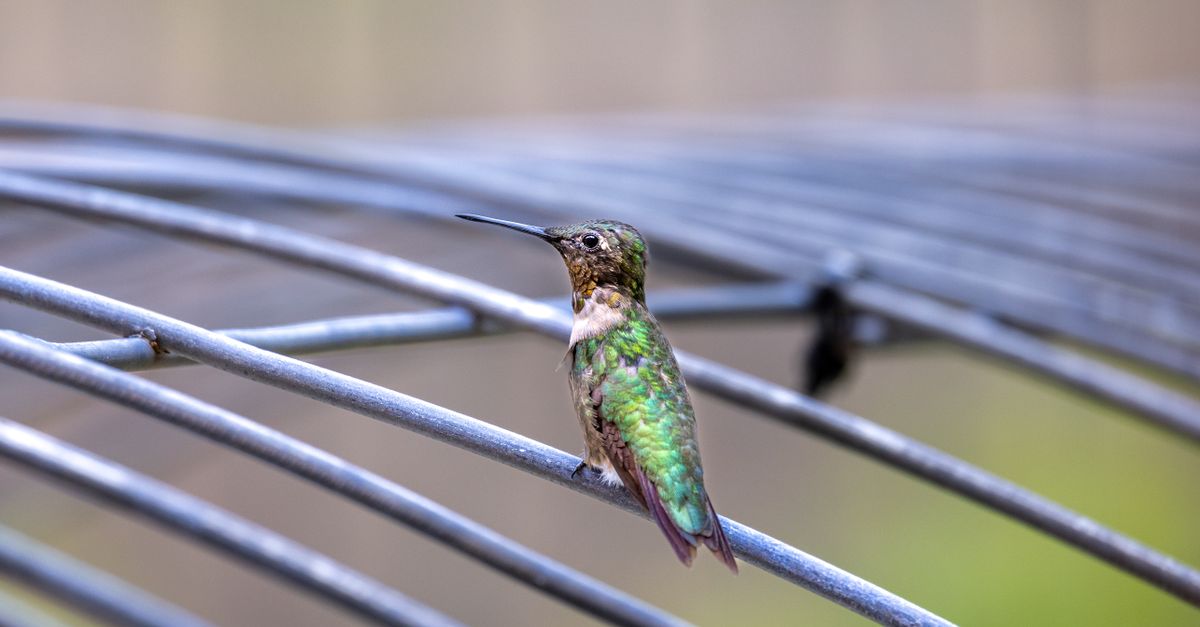 Round Hummingbird Close Up Photo of a Hummingbird · Free Stock Photo