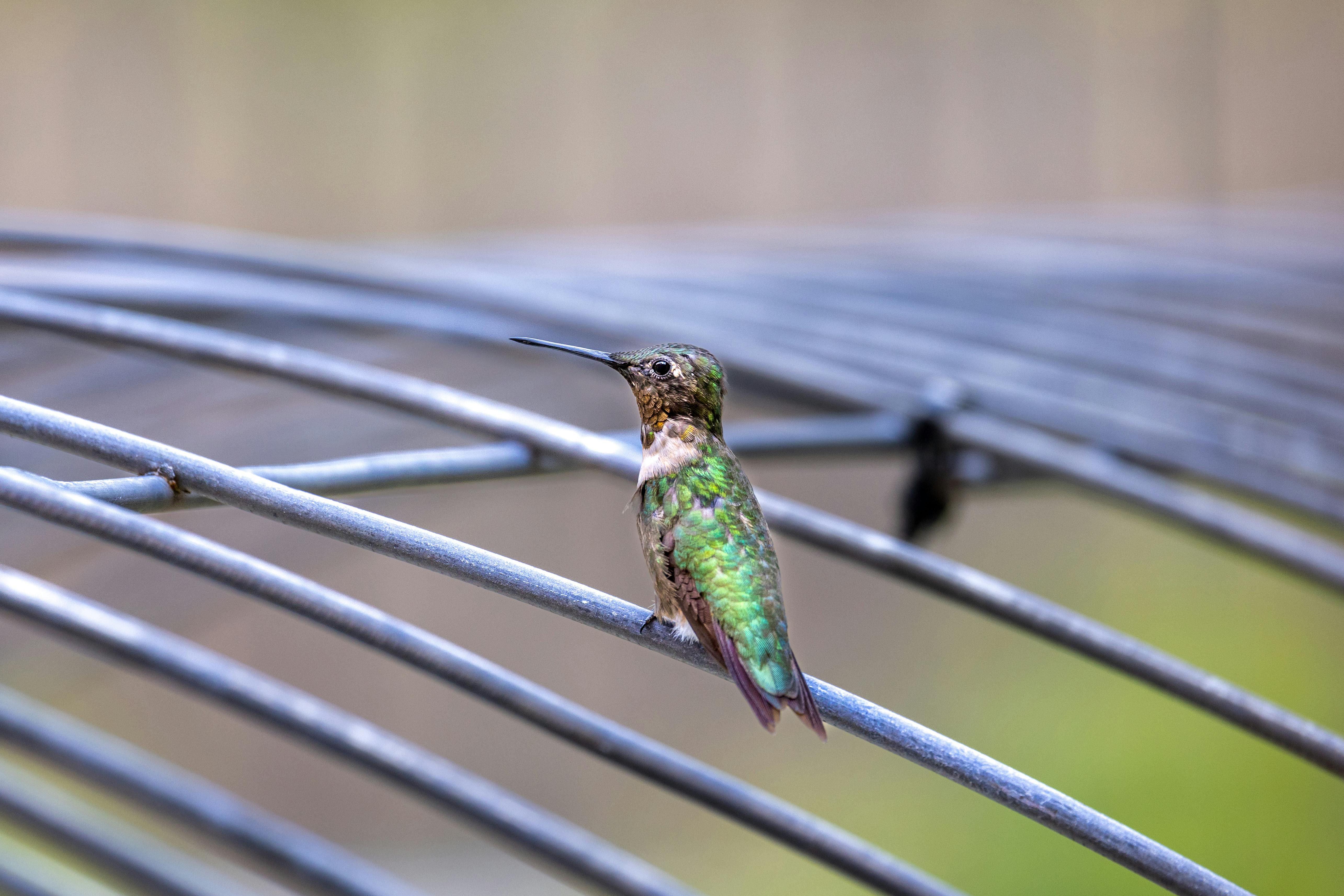 A Wet Hummingbird On A Leaf · Free Stock Photo