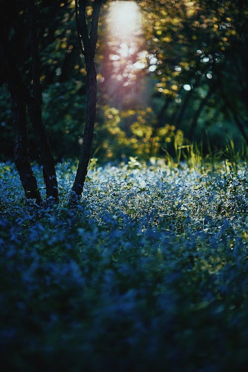Blue Flower Field in the Forest
